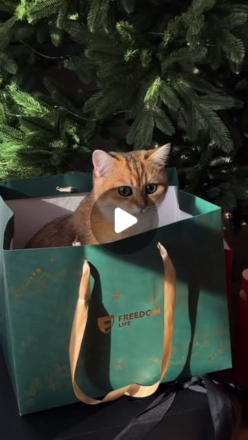 Упаковка — Ffin — Новогодний дизайн и печать фирменного пакета для компании 🎄✨ Глубокий изумрудны…